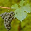 Grape Seed Extract (Grape Seed P.E GSE)